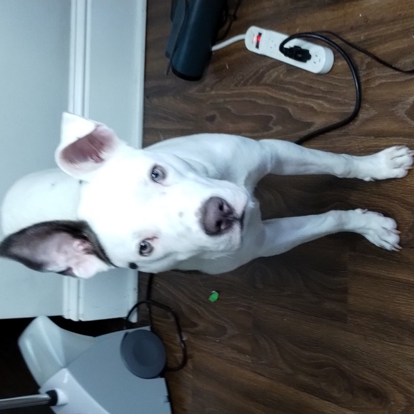 Athleta Grandview Primaloft quilted coat Small - Picture 7 of 8